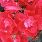 京成　ツル　ノックアウト